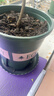 九千谷花盆加仑盆 园艺种植家用塑料花盆兰花盆带托盘24*24cm3个装5082 实拍图