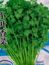 【随种随吃】调料菜种子组合春季四季易种耐热阳台盆栽通种蔬菜 小叶香菜种子1包约1000粒 一包约1000粒 实拍图