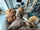 麦富迪狗罐头 成幼犬小型犬中大型犬罐头狗零食湿粮羊奶大肉罐95g*12 实拍图