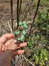 花行榜蓝莓果树苗盆栽庭院地栽南北方种植耐寒 绿宝石40-50cm高源头直发 实拍图