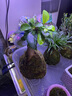 爱你一万年苔藓球水培植物盆景蕨类米竹文竹菖蒲春雨六月雪镜面草发财树盆栽 人参榕+苔藓球栽好 实拍图
