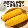 守望乡村（KEEP W-VILLAGE GO）新东北鲜嫩玉米 粘糯黏甜糯香真空玉米苞米 早餐粗粮小玉米 黄色小玉米10支（单支160-200g） 实拍图