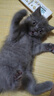 Orijen渴望猫粮 成猫幼猫干粮 六种鱼肉无谷全价通用进口5.4kg效期26/5 实拍图