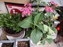 花翁绣球花苗无尽夏大花幸运八仙花阳台室内庭院花卉盆栽植物源头直发 实拍图