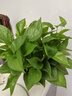 双盟绿萝盆栽除甲醛花卉绿植办公室180款加仑自吸水盆8盆装源头直发 实拍图
