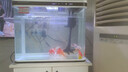 闽江（minjiang）鱼缸水族箱家用屏风生态造景中大型金龙鱼缸客厅免换水鱼缸 纯洁白色（养鱼礼包） 长60.6*宽31.2*高55（单缸体不含柜） 实拍图