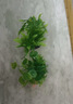 萌嘟星宠 仿真水草鱼缸造景套装水族箱布景装饰摆件假植塑料假水草 5件套 实拍图