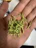 山林百草金银花70g 精选河南金银花草茶熬夜养生茶煮水泡澡搭菊花 实拍图