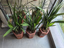 益绮椛益绮椛浓香型兰花苗大花蕙兰墨兰建兰花卉盆栽绿植室外内植物兰花 金太子 精品4-6连体【当年开花成活高】 实拍图