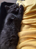 亿迪 猫粮幼猫1-4月12月全价奶糕蓝猫英短小猫专用哺乳离乳期3斤 实拍图