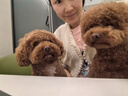 福来恩(FRONTLINE)中型犬去跳蚤蜱虫驱虫药进口滴剂原研药1.34ml*3支装 实拍图