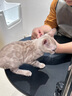 麦富迪猫粮 冻干鲜粮牛肉鸡肉全期猫粮 1.8kg 实拍图