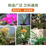 尚品刘阁兰花兰花营养土植料兰科植物专用大包装基质松皮土透气养根通用 6L【1袋】，配杀菌剂和生根粉 实拍图