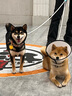 拉夫威尔ruffwear嗨轻狗狗胸背带狗背带中小型犬雪纳瑞背带式狗狗牵引绳 苔藓绿 XS 实拍图