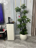 叹为观止大型植物发财树各种大颗盆栽开业乔迁客厅办公室内好养大型花卉 造型鸭脚木【1.5-1.7米】 含盆 实拍图