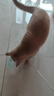 【京东快递】仙女逗猫棒猫咪玩具带铃铛逗猫神器耐咬羽毛逗猫棒 丝带蓝色款1支 实拍图