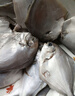 纯色本味 冷冻舟山口袋鲳 700g 银鲳鱼 白鲳 烧烤 平鱼 地标产品 生鲜鱼类 实拍图