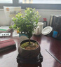 开时果 小叶赤楠盆景摆件 办公室桌面绿植花卉好养盆栽植物源头直发包邮 【上新款】金边裂纹盆+苔藓+底座 实拍图