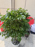 Only you【两小时达】发财树大型盆栽绿植花卉室内客厅办公室开业乔迁送礼 幸福树 实拍图