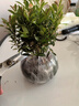 开时果 小叶赤楠盆景摆件 办公室桌面绿植花卉好养盆栽植物源头直发包邮 【热销款】哥窑浸墨盆+苔藓+底座 实拍图