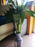富贵竹水培植物盆栽水养客厅办公室绿色吸甲醛绿萝发财树花卉开花 带根招财富贵竹60厘米10棵+营养液 实拍图