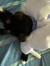 乐优派伊丽莎白圈耻辱圈猫狗绝育项圈宠物防咬防舔项圈 M 实拍图