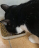 麦富迪（Myfoodie）全价猫粮三文鱼鱼油系列 成猫幼猫粮国产 英短布偶流浪猫美短缅因 三文鱼鱼油配方 丨成猫10kg 实拍图