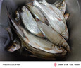 达亿瓦（DAIWA）子龙zillion sv tw2021款国际版日版远投竞技防炸线路亚水滴轮子 21款子龙SV TW 7.1速比国际版 左手型 实拍图