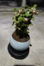 开时果 金枝玉叶盆栽多肉植物盆景 办公室内桌面花卉小绿植源头直发包邮 【热销款】哥窑浅蓝盆+苔藓+底托 晒单实拍图