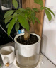 九千谷花盆自动吸水 懒人可储水花盆室内阳台透明塑料大号口径15cm4336 实拍图