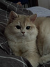 K9 Natural牛肉牛内脏50g生骨肉猫冻干猫零食成猫幼猫通用 新西兰原装进口 实拍图