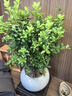 开时果 小叶赤楠盆景摆件 办公室桌面绿植花卉好养盆栽植物源头直发包邮 哥窑浅灰盆+苔藓+底座 实拍图