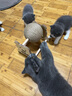 HELLOJOY逗猫咪玩具自嗨解闷猫抓板幼猫爪板小猫抓球耐抓不掉屑耐磨猫爬架 实拍图