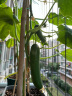 IAM City Farmer盆栽黄瓜DIY趣味儿童种植小盆栽可食用植物观察幼儿园绿植种子 实拍图