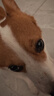卡露诗（calus）宠物狗狗沐浴露成幼犬通用除臭洗澡液香波柯基犬专用定制520ml 实拍图