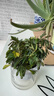 幼儿园植物小盆栽含羞草盆栽室内趣味花卉四季害羞草阳台植物学校 10cm左右含羞草【早安吸水盆】+肥料 含盆 实拍图