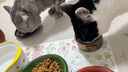 INSTINCT天然百利猫罐头高蛋白鸡肉湿粮发腮增肥156g*12罐 实拍图