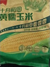 十月稻田 黄糯玉米 3.52斤(220g*8根)  杂粮粗粮 东北玉米 低脂早餐 新米 实拍图