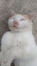 普安特宠物猫咪驱虫药体外驱虫滴剂幼猫驱成虫跳蚤非泼罗尼爱滴克 实拍图