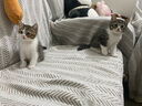 艾禾美（Arm&Hammer）铁锤猫砂黑盒红标28磅 实拍图