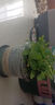 柠檬薄荷盆栽新鲜可食用薄荷叶苗驱蚊草水培好养花卉室内绿植物 原土薄荷+加螺纹盆+肥料一盆装 不含盆 实拍图