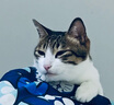 网易严选全价冻干双拼猫粮幼猫成猫天然无谷猫粮 10kg 实拍图
