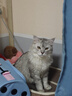 网易严选 宠爱相伴全价猫粮 居家宠物主粮幼猫成猫全价粮猫咪食品 1.8kg 实拍图