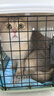 腆宠  宠物航空箱大号 猫咪航空箱猫狗 猫包猫笼外出车载猫箱狗狗托运 实拍图