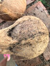 悦己海南特产 老椰子煲汤当季水果新鲜毛椰子热带生鲜椰子蛋椰果榨汁 3个装老椰子（约4.5-6斤） 实拍图