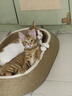 网易严选 宠爱相伴全价猫粮 居家宠物主粮幼猫成猫全价粮猫咪食品 1.8kg 实拍图