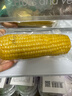 京鲜生云南拇指小玉米 2斤 西双版纳儿童糯玉米 源头直发 包邮 实拍图