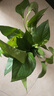 欧芽水培绿植物花卉室内绿植办公室盆栽 绿萝+塑料花瓶+麻绳 不含盆 实拍图