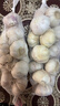 山东金乡蒜大蒜出口标准精选大蒜头蔬菜调料单果5cm 出口标准网兜装箱 1300g 5-5.5cm特大 实拍图