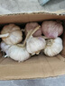 食尚半岛山东金乡鱼台大蒜多瓣祘头蒜种当季农家自种干蒜新鲜蔬菜紫皮批发 精品大蒜【中果】1斤 实拍图